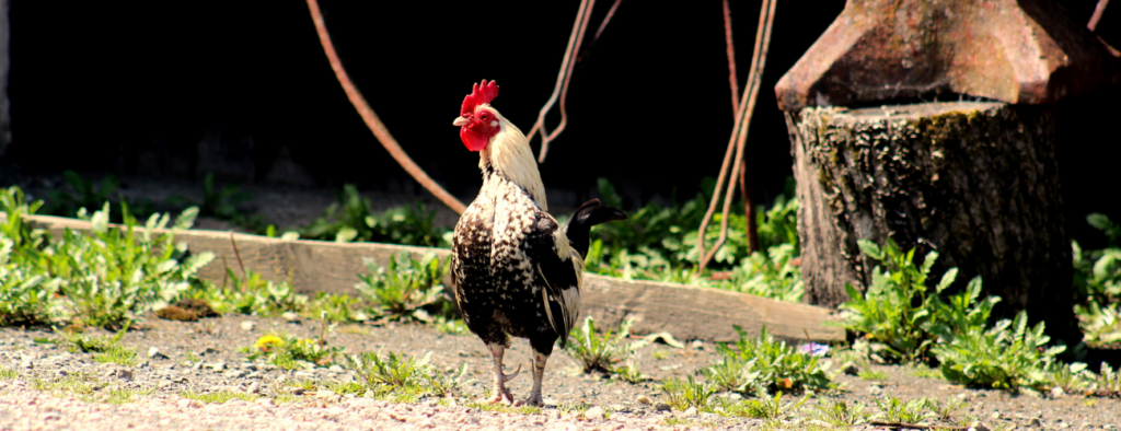 pourquoi le coq chante le matin