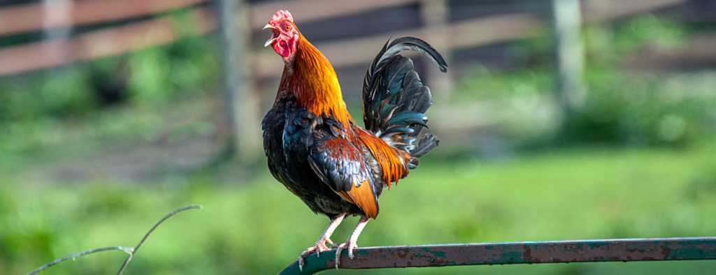 pourquoi le coq chante